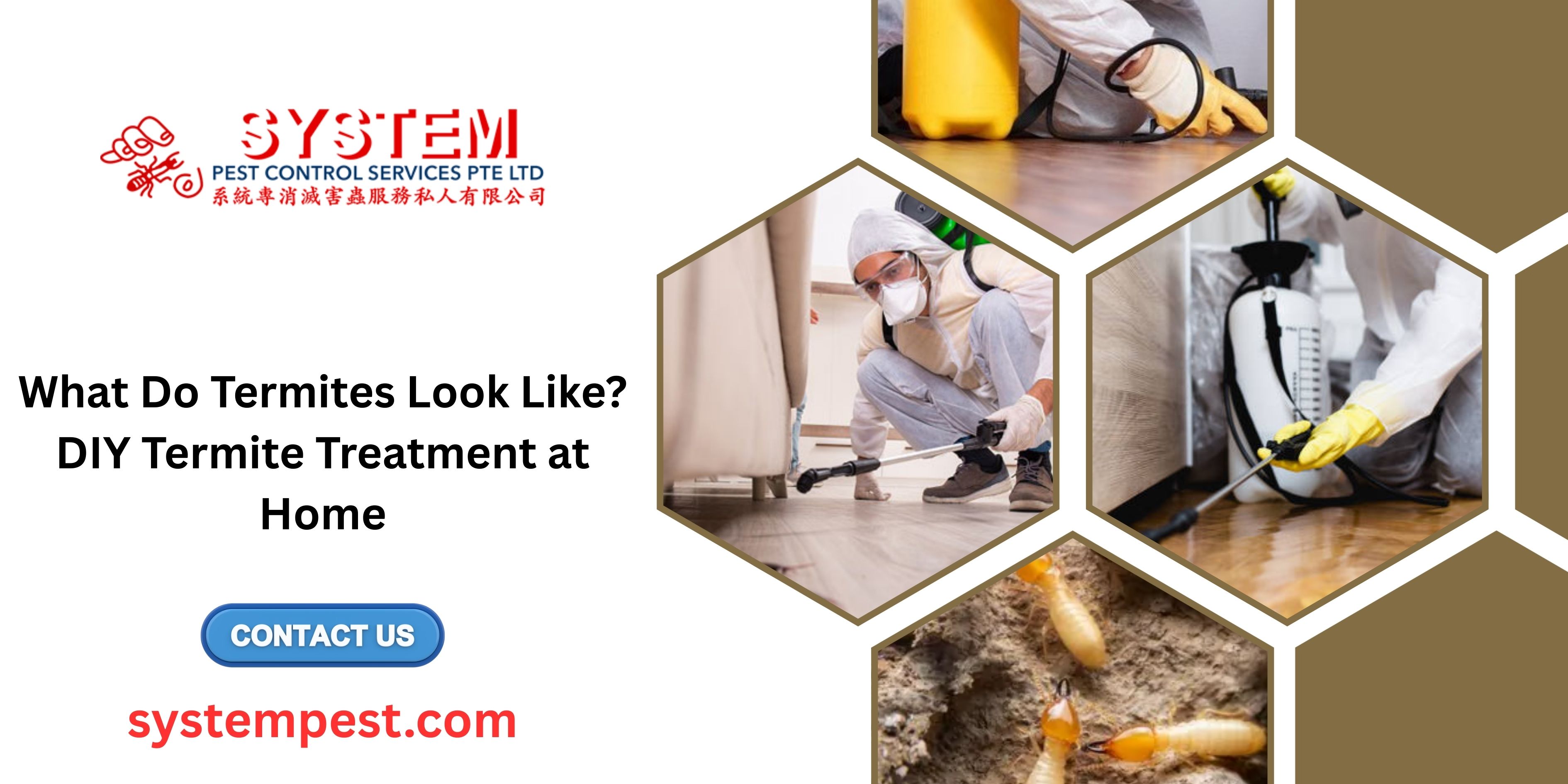 What Do Termites Look Like? DIY Termite Treatment at Home